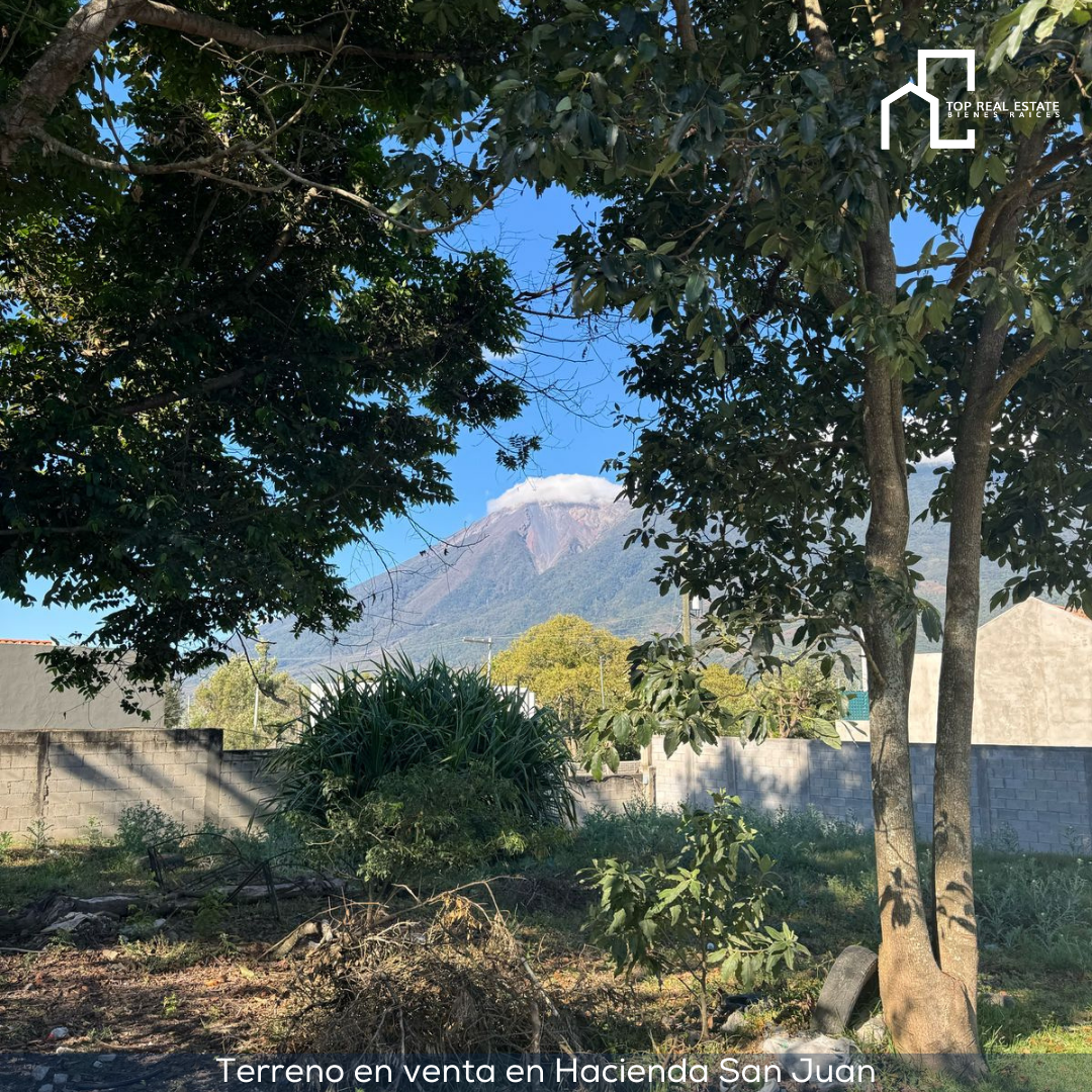 Terreno verde raíz